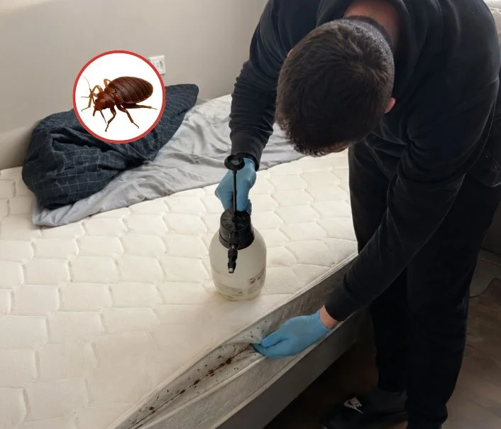Technicien traitant un matelas contre les punaises de lit à Haravilliers